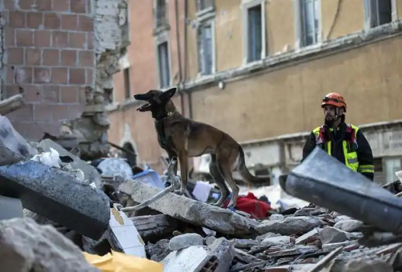 cani salvataggio amatrice 11