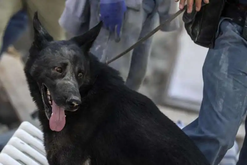 cani salvataggio amatrice 13