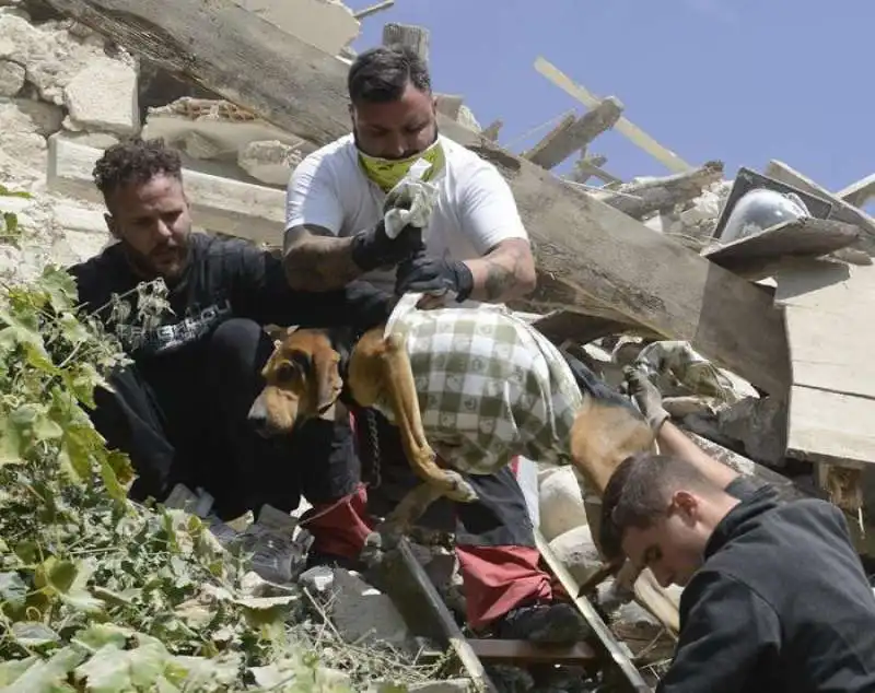 cani salvataggio amatrice 9