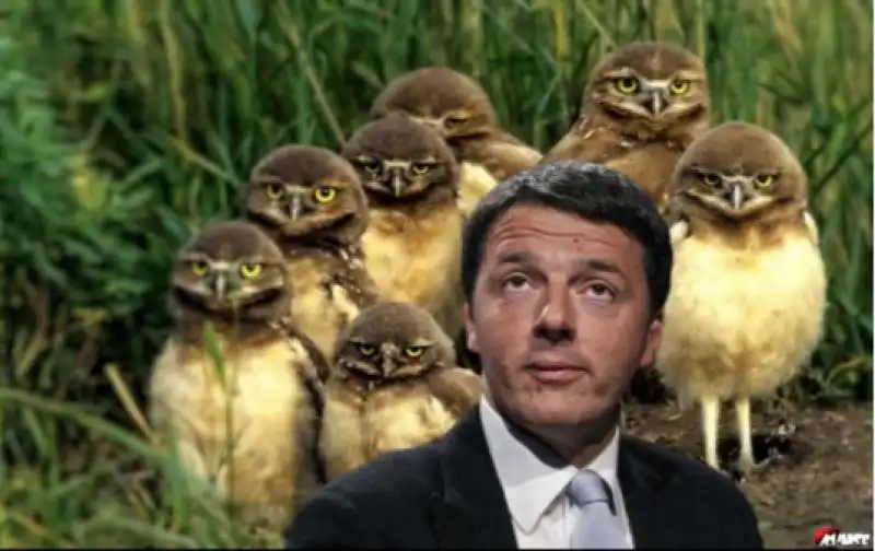 matteo renzi gufo tra i gufi