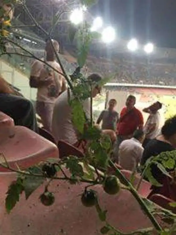 PIANTINE CURVA A NAPOLI 2