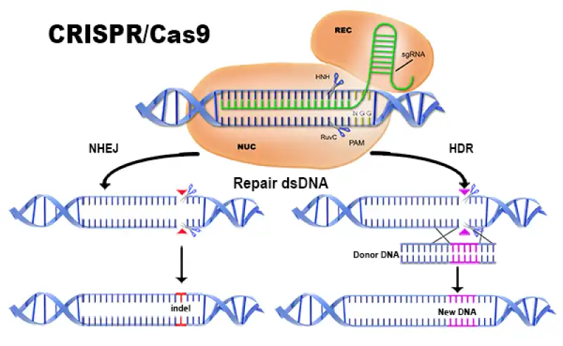 TECNICA CRISPR  