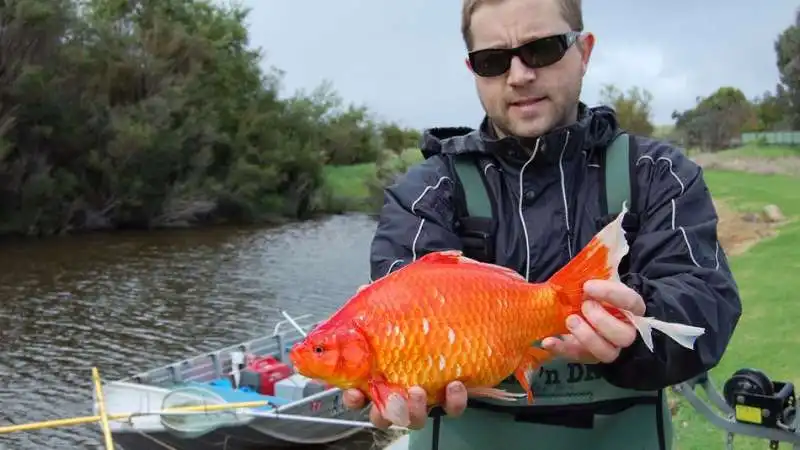 un pesce rosso troppo cresciuto