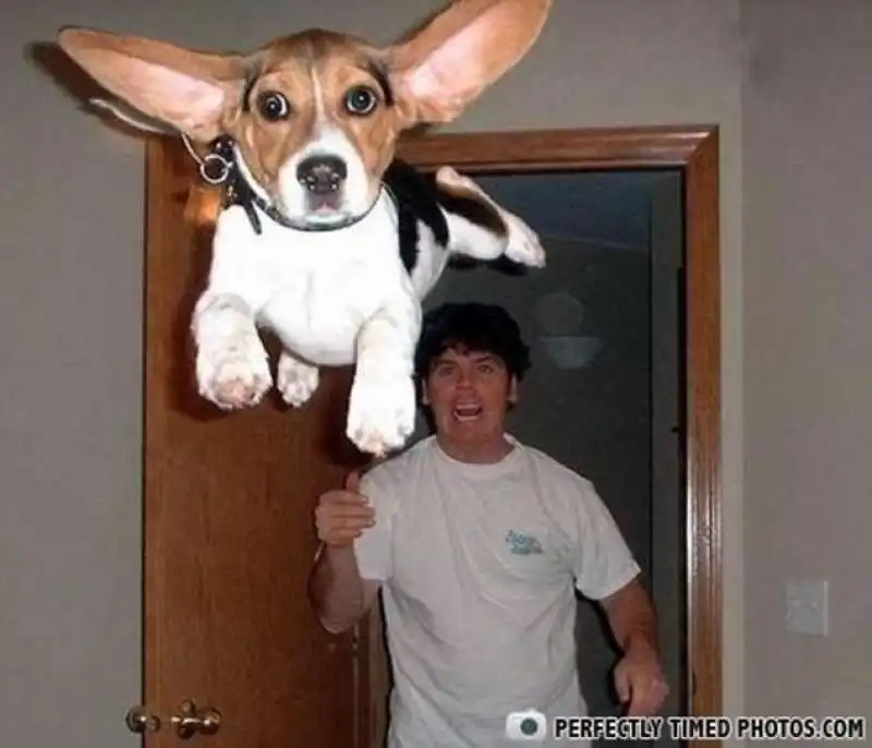 il cane dumbo