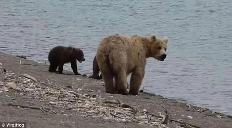 orsa e cuccioli deviano verso la sorgente