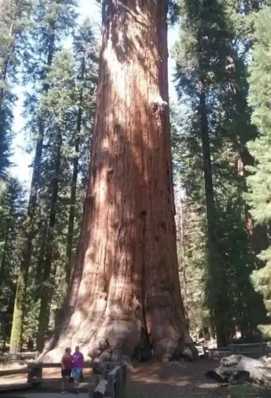 albero piu' grande del mondo