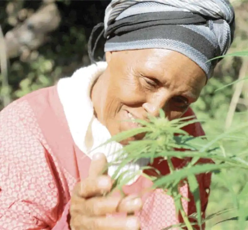 assienah nonne cannabis africa