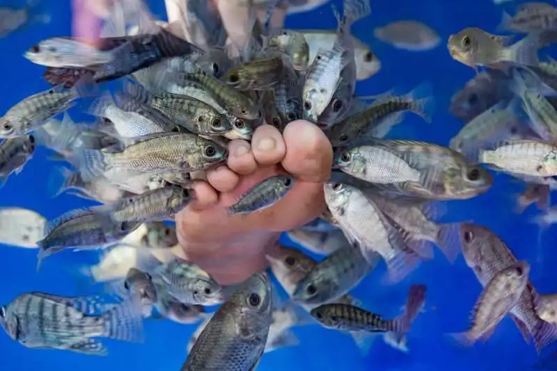 fish pedicure 2