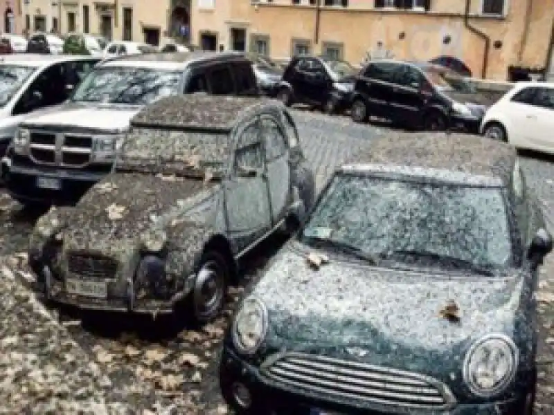 guano sul lungotevere roma