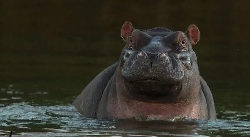 ippopotamo 2