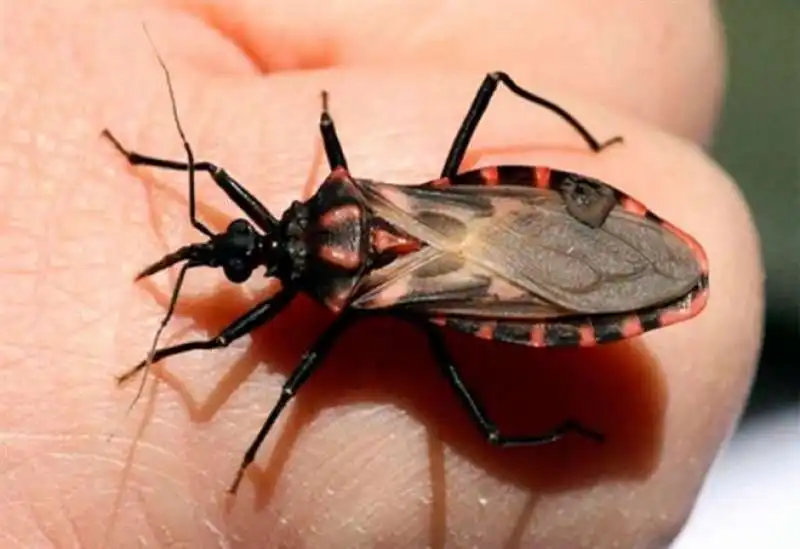 LA CIMICE CHE CAUSA LA MALATTIA DI CHAGAS