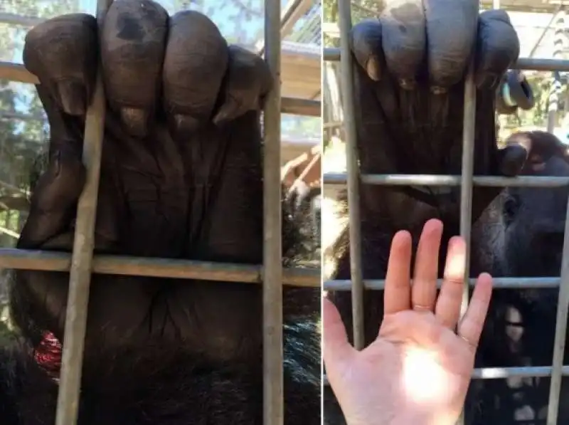 la mano di un gorilla