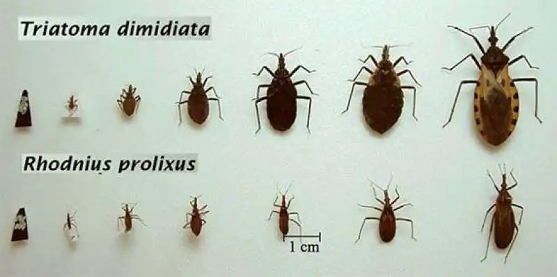 LE CIMICI  CHE PORTANO LA MALATTIA DI CHAGAS