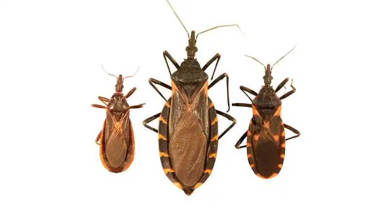 LE CIMICI CHE PORTANO LA MALATTIA DI CHAGAS