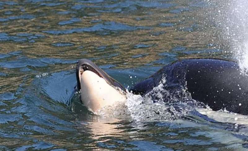 mamma orca trascina il suo cucciolo morto 3