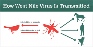 zanzara west nile 4