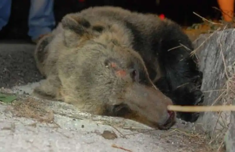 orsa travolta in abruzzo 1