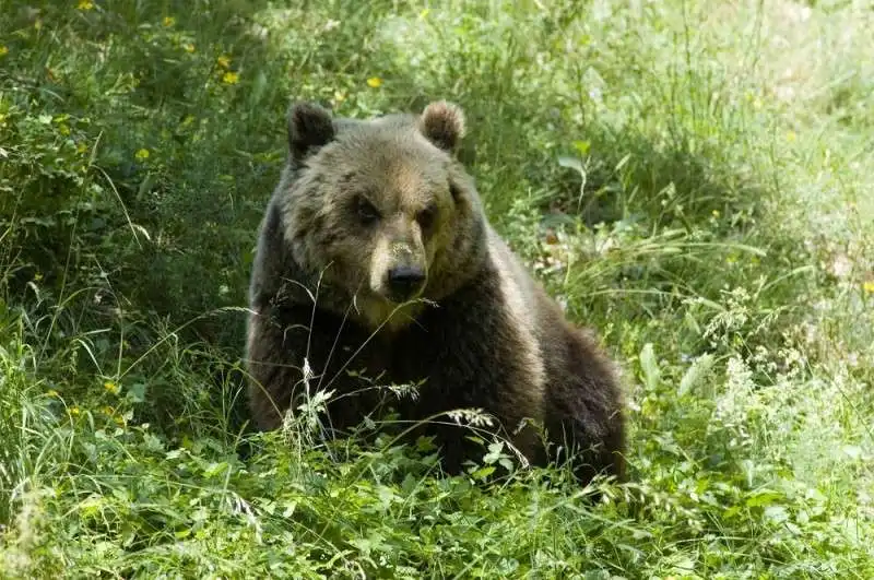 orso 1