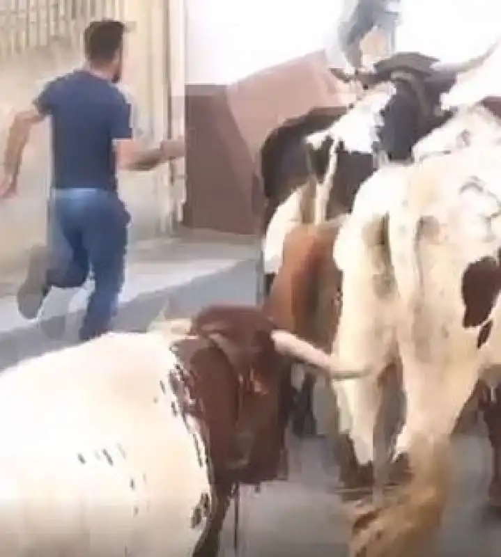 toro scaraventa un uomo contro un muro 2