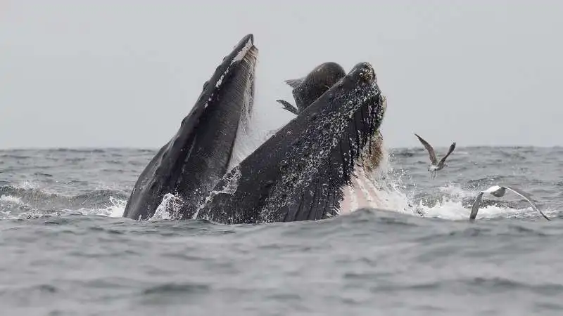 una balena inghotte il leone marino che scappa