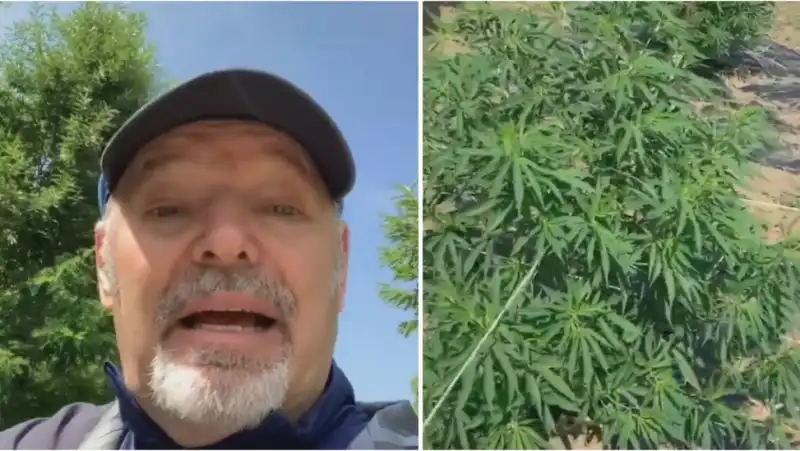 vasco rossi piantagione cannabis