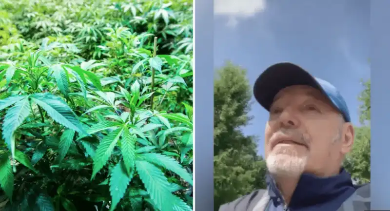 vasco rossi piantagione cannabis