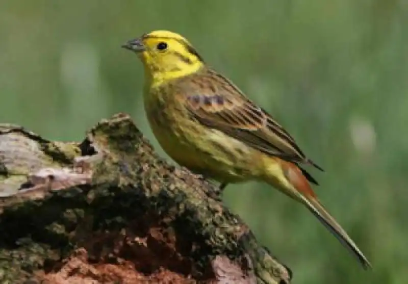 YELLOWHAMMER - ZIGOLO GIALLO 1