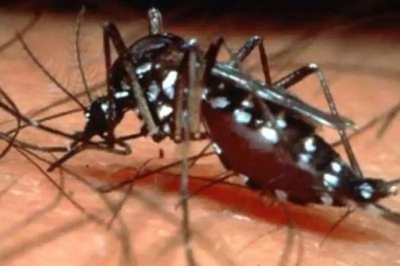 zanzara aedes 1