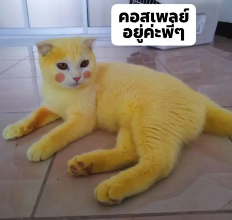 ka pwong il gatto giallo come pikachu 1