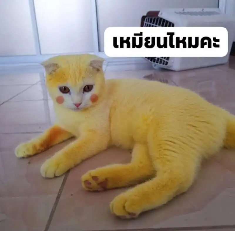 ka pwong il gatto giallo come pikachu 