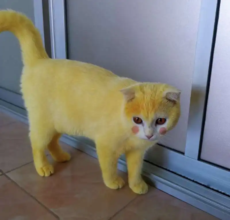 ka pwong il gatto giallo come pikachu 4