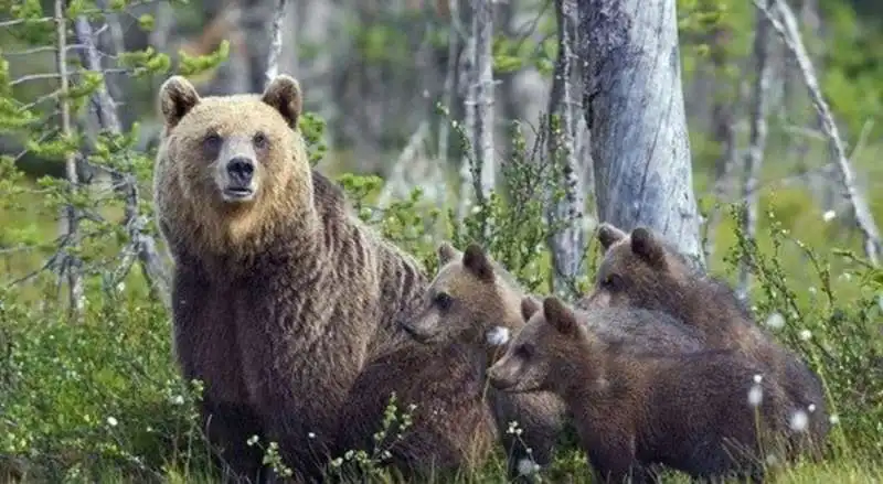 orsa con i cuccioli 1