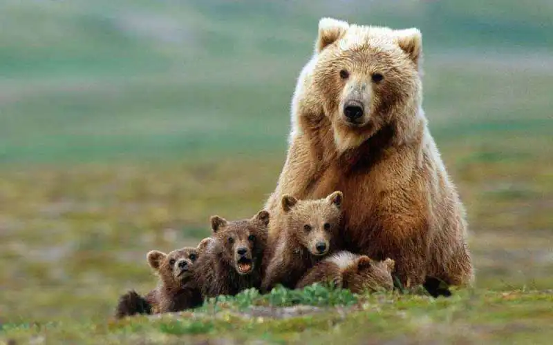 orsa con i cuccioli 3