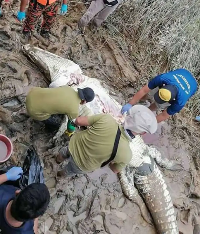 resti di un 14enne nel ventre di un coccodrillo 4