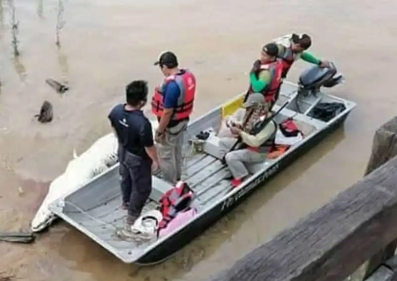 resti di un 14enne nel ventre di un coccodrillo 5