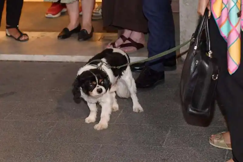 roro il cane di franca valeri  foto di bacco