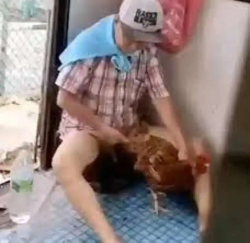 sesso con il pollo 