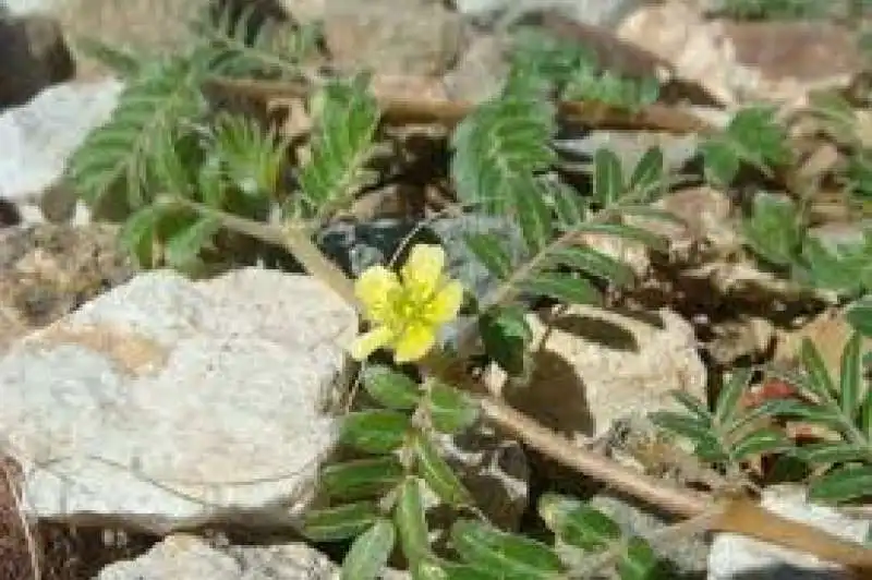 tribulus terrestris 