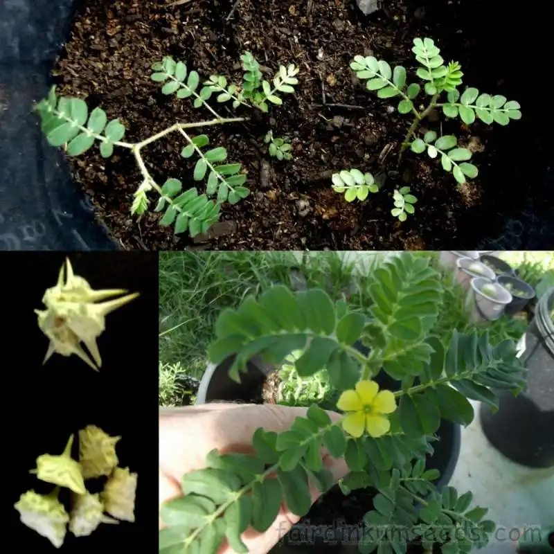 tribulus terrestris 2