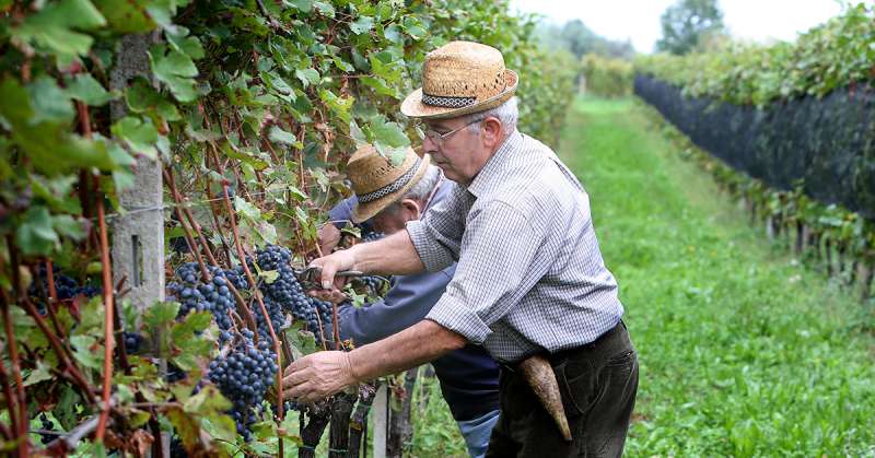 VENDEMMIA