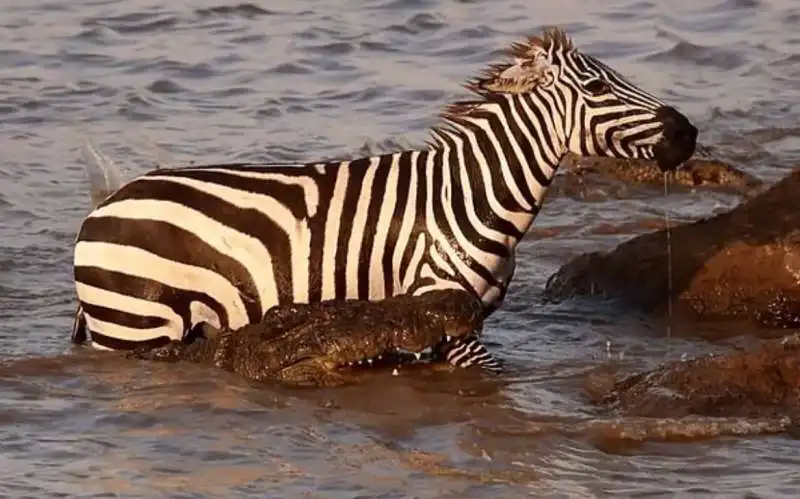 zebra vs. coccodrillo 4