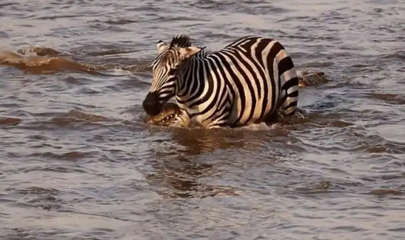 zebra vs. coccodrillo 5