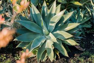 agave