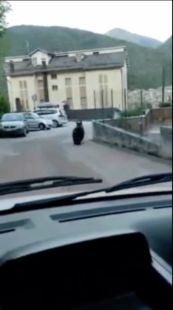 automobilista insegue orso abruzzo 5