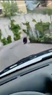 automobilista insegue orso abruzzo 7