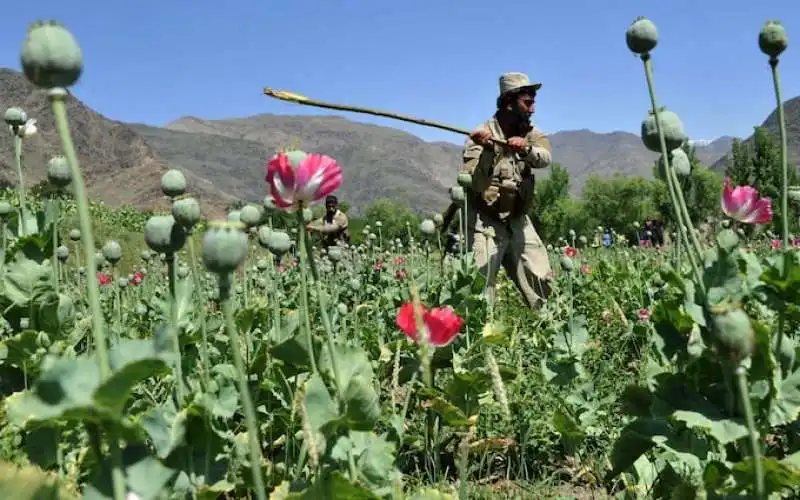 campi di oppio in afghanistan 2