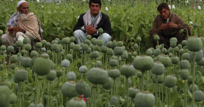 campi di oppio in afghanistan 7