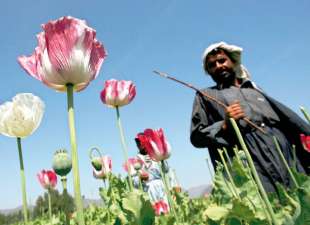 campi di papavero afghanistan