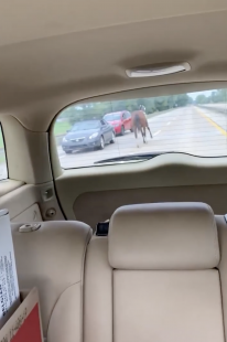 CAVALLO IN AUTOSTRADA IN AMERICA