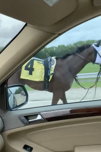 CAVALLO IN AUTOSTRADA IN AMERICA